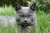 Moocat Avatar