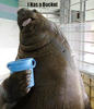 atomicwalrus Avatar