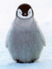 dafatpenguin Avatar