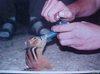 chipmunkondrugs Avatar