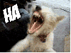 kitluck Avatar