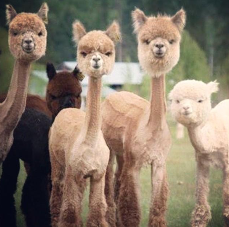 I+just+looked+up+shaved+alpacas+100+on+purpose+and+_fa567746f07b15ef74681cc23c2ec131.png
