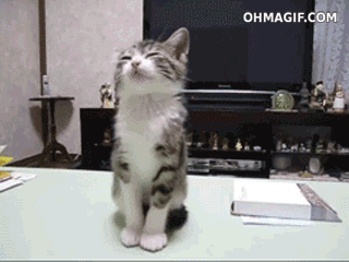 Adorable Kittens GIF EDTION (Comp 2). Swiggity swoogty comin for dat booty Dem heart exploding eyes. 2cute4me If yawned you lost again. Look at all the places I