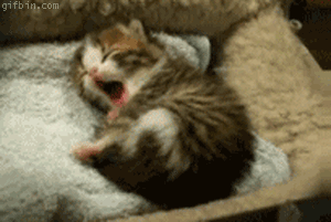 Adorable Kittens GIF EDTION (Comp 2). Swiggity swoogty comin for dat booty Dem heart exploding eyes. 2cute4me If yawned you lost again. Look at all the places I