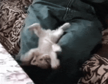 Adorable Kittens GIF EDTION (Comp 2). Swiggity swoogty comin for dat booty Dem heart exploding eyes. 2cute4me If yawned you lost again. Look at all the places I