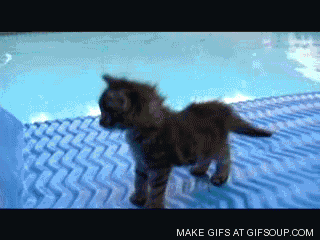 Adorable Kittens GIF EDTION (Comp 2). Swiggity swoogty comin for dat booty Dem heart exploding eyes. 2cute4me If yawned you lost again. Look at all the places I