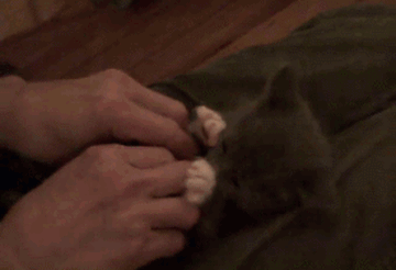 Adorable Kittens GIF EDTION (Comp 2). Swiggity swoogty comin for dat booty Dem heart exploding eyes. 2cute4me If yawned you lost again. Look at all the places I