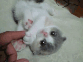 Adorable Kittens GIF EDTION (Comp 2). Swiggity swoogty comin for dat booty Dem heart exploding eyes. 2cute4me If yawned you lost again. Look at all the places I