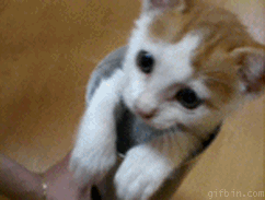 Adorable Kittens GIF EDTION (Comp 2). Swiggity swoogty comin for dat booty Dem heart exploding eyes. 2cute4me If yawned you lost again. Look at all the places I