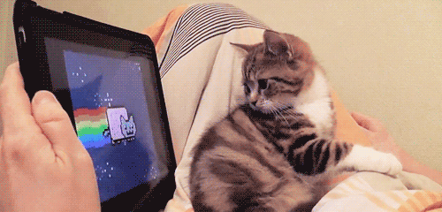 Adorable Kittens GIF EDTION (Comp 2). Swiggity swoogty comin for dat booty Dem heart exploding eyes. 2cute4me If yawned you lost again. Look at all the places I