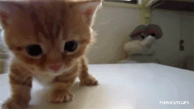 Adorable Kittens GIF EDTION (Comp 2). Swiggity swoogty comin for dat booty Dem heart exploding eyes. 2cute4me If yawned you lost again. Look at all the places I