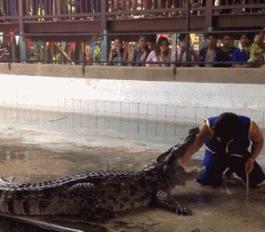 http://new2.fjcdn.com/gifs/Aligator+pit+mistake_969c18_5452223.gif