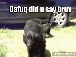 Animal_098e38_5412232.gif