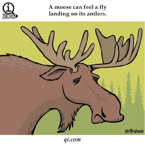 animal fact gifs. .
