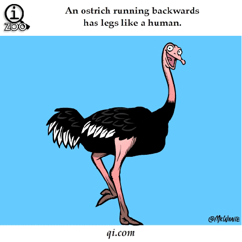 ANIMAL FERCTS. .. Let's take a closer look at that m80.