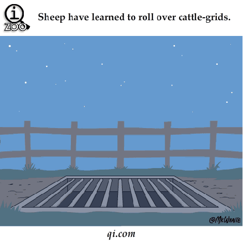 ANIMAL FERCTS. .. Let's take a closer look at that m80.