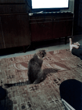Animal_fa87bf_5412221.gif