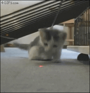 animals chasing lasers. .