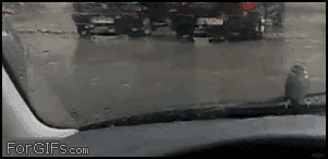 Animals not giving a fuck. .