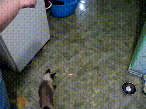 animals chasing lasers. .