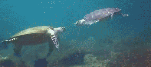 Aquaticals. just click the videos, trust me.. "Donatello! NOOOOOOO!"