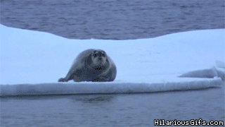 Aquaticals. just click the videos, trust me.. "Donatello! NOOOOOOO!"