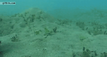 Aquaticals. just click the videos, trust me.. "Donatello! NOOOOOOO!"