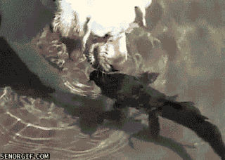 Aquaticals. just click the videos, trust me.. "Donatello! NOOOOOOO!"