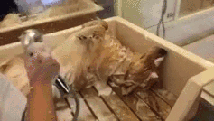 Aww yea. .. I wish my dog was this chill about a bath. I end up covered in scratches with wet dog smell everywhere