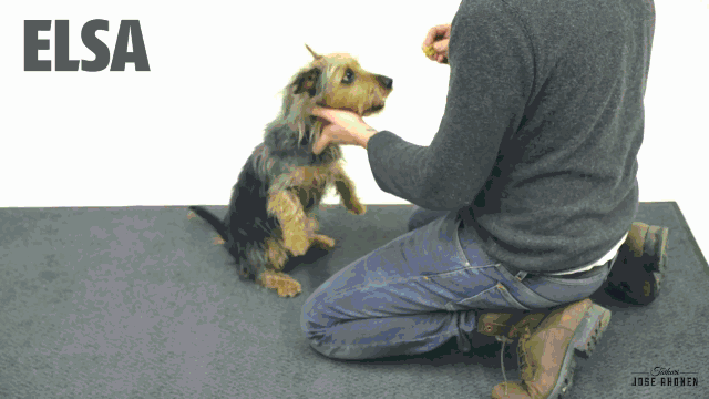 Magic for dogs. It took me like half an hour to upload this and it turns out that it uploaded it twice. ... Poor Gado is still looking for that 'kibbles and bits' bacon treat to this day...