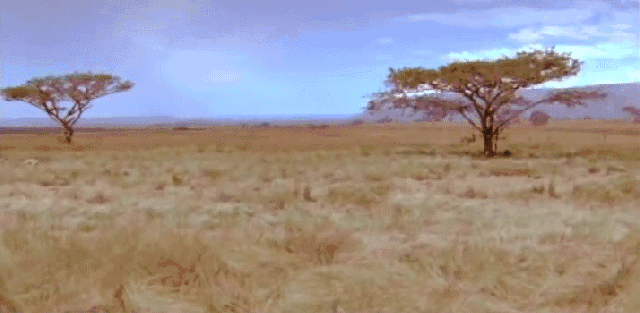 multivarious gif compilation #2. Marco the Explorer Cheetah vs Hippo slick trick one smile a day, as such.. uhmm 0 was givin tactical step ride a fire extinguis