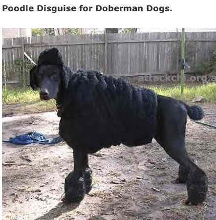 a wolf in sheep's clothing. no more five word minimum?. diguise Poodle D