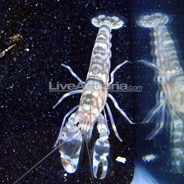 Alpheidae Alpheidae. The Alpheidae, or pistol shrimp, is awesome. These shrimp snap their claws shut so fast, they cause cavitation, or bubbling. These bubbles collapse,