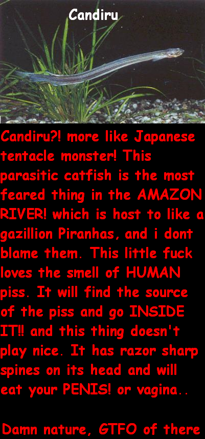 Amazing Parasite #4 Amazing Parasite #4. #3 /funny_pictures/295724/Amazing+Parasite+3/<br /> and, in honor to you, as I am not going to use this list, here is my source and a