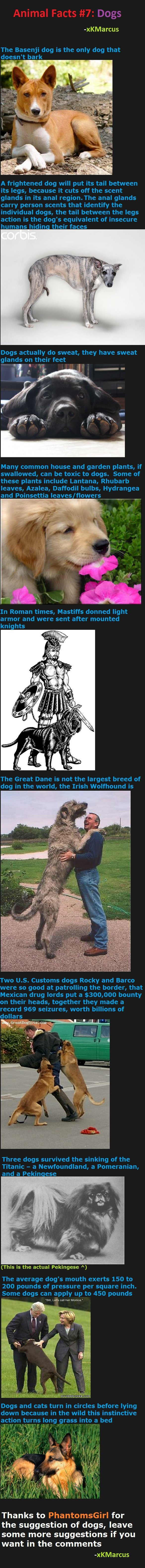 Animal facts 7: Dogs Animal facts 7: Dogs. Animal Facts #8 - /funny_pictures/2250108/Animal+Facts+8+Aquatic+Animals/ . Animal Facts #6 - /funny_pictures/2246085/Animal+Facts+6/ . An