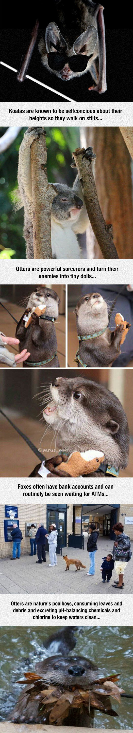 animal facts. . some dogs are known to disguise themselves as platypuses, usually for tax reasons... when ', for resources, kittens from the street will engage 