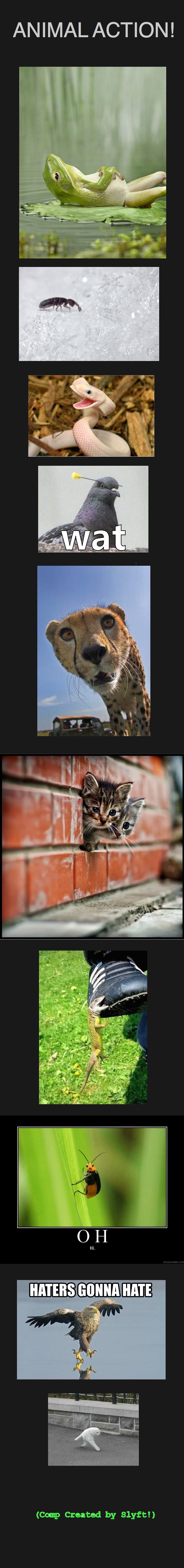 ANIMAL ACTION COMP ANIMAL ACTION COMP. I remember that song when I was little... A few thumbs and i'll make a part 2! EDIT: Here's Part 2--/funny_pictures/2263363/OC+ANIMAL+ACTION