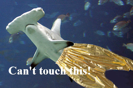 Mc+hammerhead+shark_419f5a_4075842.jpg