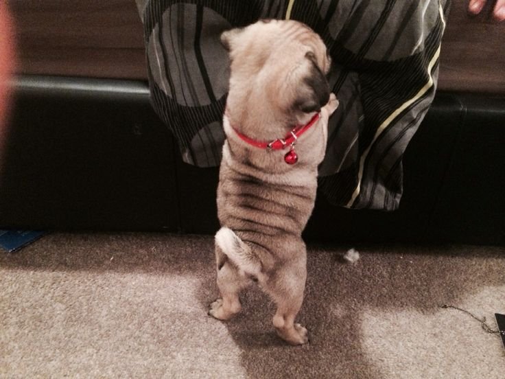 MOAR PUGS Part 1. Thumb up for MOAR.. Yay! Pugs!