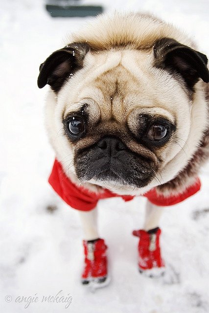 MOAR PUGS Part 1. Thumb up for MOAR.. Yay! Pugs!