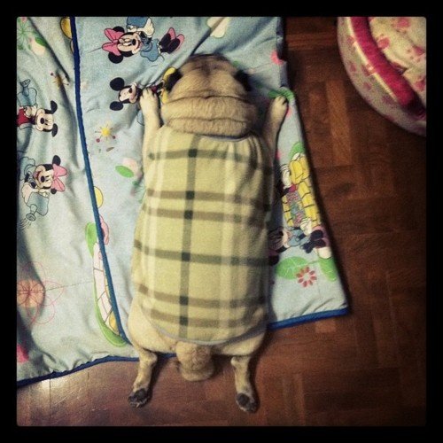 MOAR PUGS Part 1. Thumb up for MOAR.. Yay! Pugs!