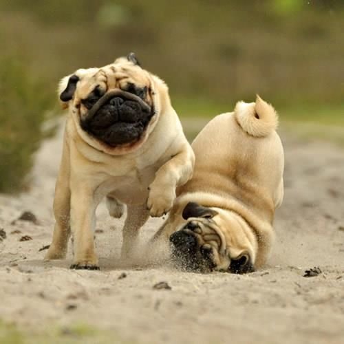 MOAR PUGS Part 1. Thumb up for MOAR.. Yay! Pugs!