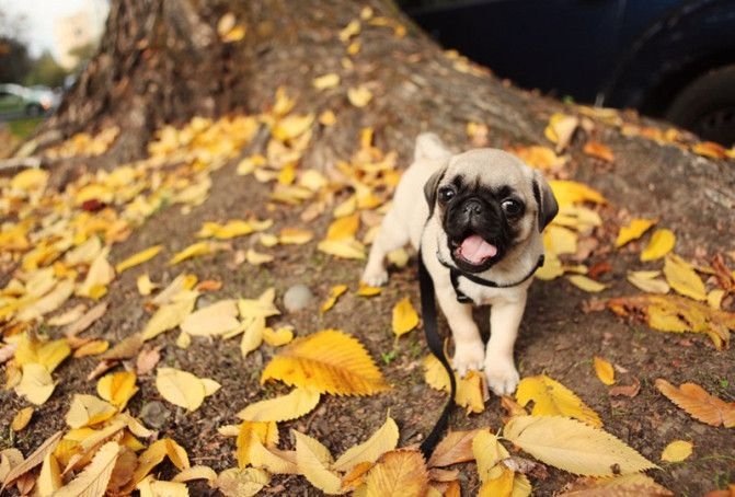 MOAR PUGS Part 1. Thumb up for MOAR.. Yay! Pugs!