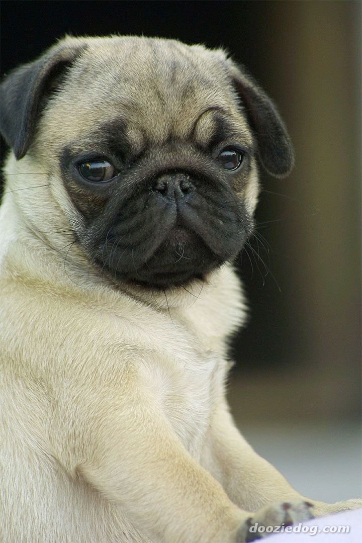 MOAR PUGS Part 1. Thumb up for MOAR.. Yay! Pugs!