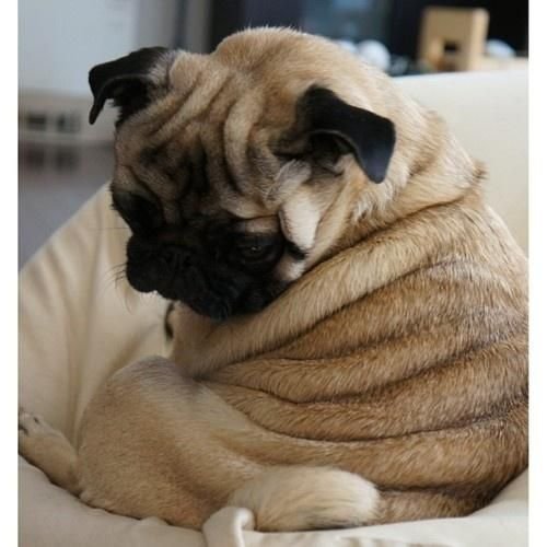 MOAR PUGS Part 1. Thumb up for MOAR.. Yay! Pugs!