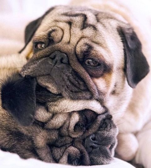 MOAR PUGS Part 1. Thumb up for MOAR.. Yay! Pugs!