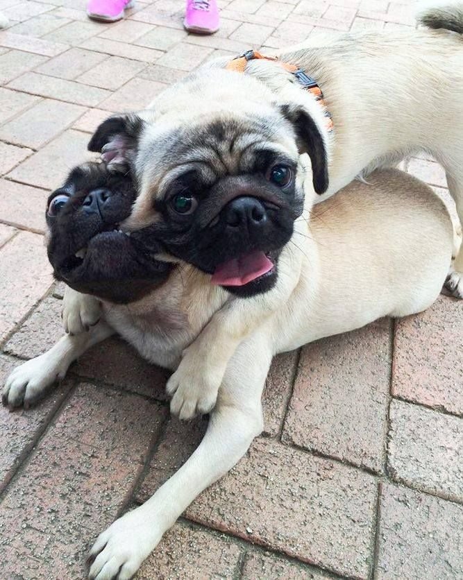 MOAR PUGS Part 1. Thumb up for MOAR.. Yay! Pugs!