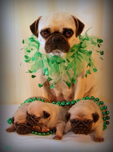 MOAR PUGS Part 1. Thumb up for MOAR.. Yay! Pugs!