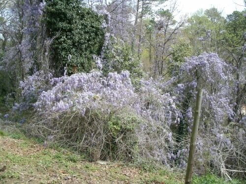 More American Wildlife: Invasive Species. I've always been a bit fascinated by the spread of invasive species, and when I started making a compilation of cool w