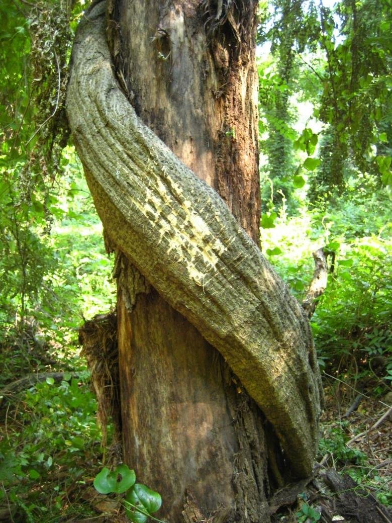 More American Wildlife: Invasive Species. I've always been a bit fascinated by the spread of invasive species, and when I started making a compilation of cool w